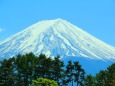 深緑と富士山