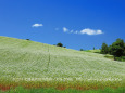 夏の美瑛の丘風景 6～そば畑