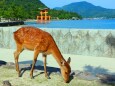 厳島神社