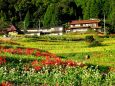 蕎麦の花と彼岸花の棚田