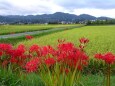 どこか懐かしい秋の風景