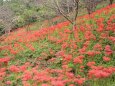 丘に咲く彼岸花