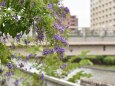 デュランタの花咲く川沿いの道