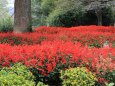 赤く染まる公園の花壇