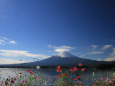 雪の富士山&コスモス