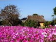 秋の平原歴史公園