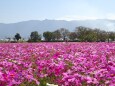 コスモス園と耳納連山