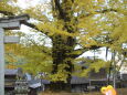 300年の銀杏の木