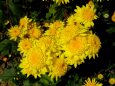 秋の光に輝く黄色い菊の花