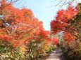 山道の紅葉