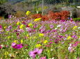 菜の花・コスモスそして紅葉