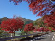 丹沢湖.千代の沢園地