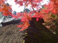 山寺の紅葉