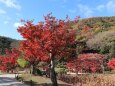 公園の紅葉