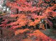 公園の紅葉-1