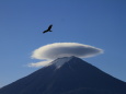 笠雲富士山に鳥