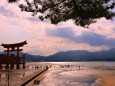 迎春 厳島神社