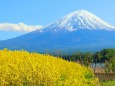 迎春 富士山