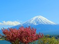 迎春 富士山