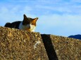 冬の海辺の猫