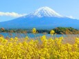 迎春 富士山