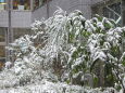 雪降る朝中庭の植え込み