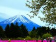 迎春 富士山