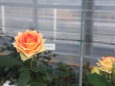 温室のバラ
