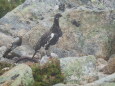 常念岳の雄雷鳥11