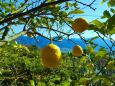 冬の果物レモン