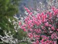 栗林公園に咲く梅