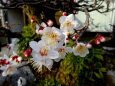 庭に咲いた梅の花