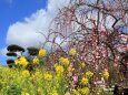 垂れ梅と菜の花