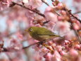 河津桜とメジロ