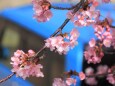 河津桜