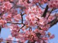 川岸に咲く河津桜