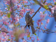 河津桜にヒヨドリ