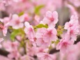 河津桜