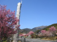 里山のオカメ桜