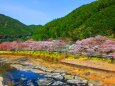 下北山村