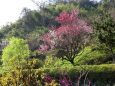 春の里山の花