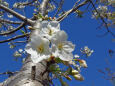 咲き始めた大島桜