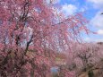 公園の垂れ桜