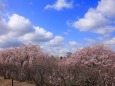 枝垂れ桜の木々