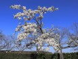 枝振りのいい桜