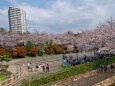 飛鳥山公園