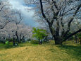 飛鳥山の桜