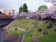 石神井川遊水池の桜