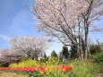 散歩道の桜と花たち
