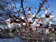 久々利川の桜